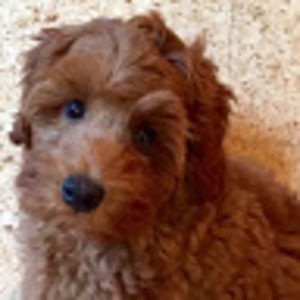 Meet your Posher, Mia